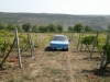 Moldavie, vinice